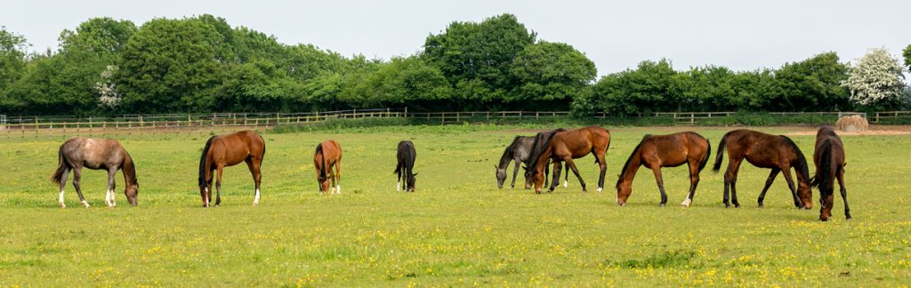 Brown horse lunging